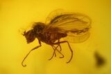 Fossil Fly (Diptera) In Baltic Amber - Great Eyes #197699-1
